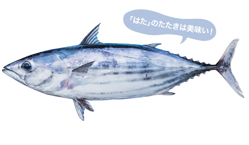 ほかでは味わえない「塩たたき」とは?
